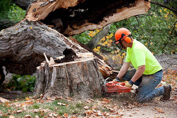 Tree Service Company in Collegeville, PA